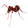 ants